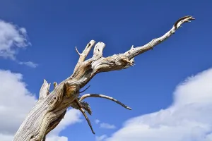 Long-living Great Basin Bristlecone Pine (Pinus longaeva)