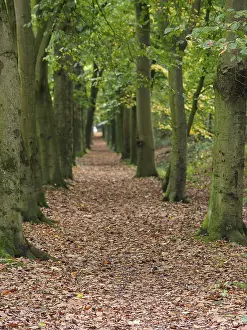Long narrow path through a forest lined with tall trees and autumn foliage