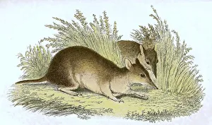 Long-nosed bandicoot (Perameles nasuta)