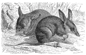 Long-nosed bandicoot (Perameles nasuta)