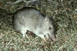 Long-nosed Bandicoot (Perameles nasuta)