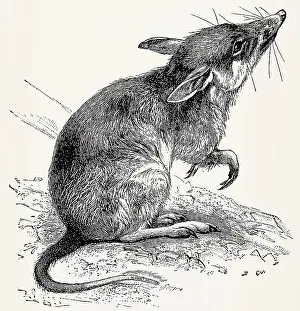 The long-nosed bandicoot (Perameles nasuta)