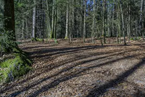 Long shade of trees on a deciduous soil in a dense forest area