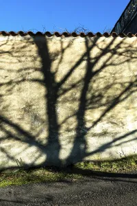 Long shadows of trees stretch across a textured wall