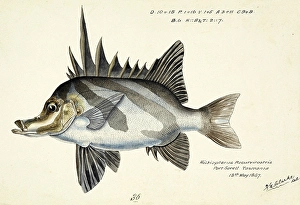 Long-snouted boarfish, Pentaceropsis recurvirostris, The longsnout boarfish, fish, reproduction of an original, by Frank Edward Clarke (b. 1849, d. 1899), ichthyologist and scientific draughtsman