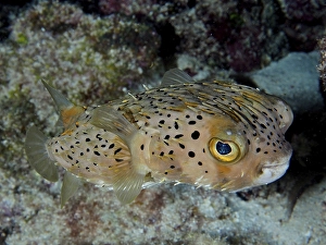 Category Coral Reefs DE Prints: Long-spine porcupinefish (Diodon holocanthus)