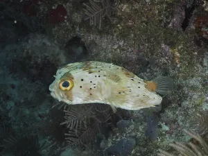 Framed Print : Long-spine porcupinefish (Diodon holocanthus)