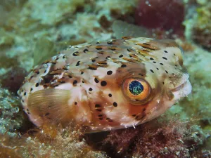 Long-spine porcupinefish (Diodon holocanthus)