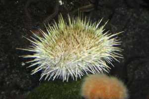 Long spiny sea urchin