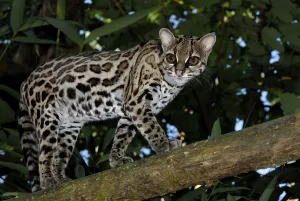 Long-tailed cat, Margay, Bergozelot