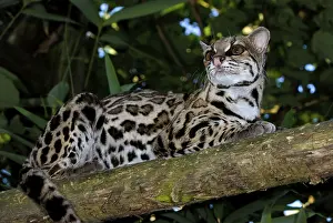 Long-tailed cat, Margay, Bergozelot