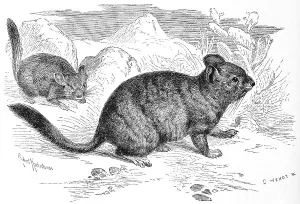 Long-tailed chinchilla (Chinchilla lanigera)