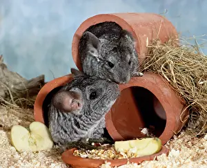 Long-tailed chinchillas (Chinchilla lanigera)