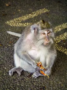 Long-tailed macaque (Macaca fascicularis) with a flower