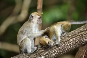 Two long-tailed macaques (Macaca fascicularis)