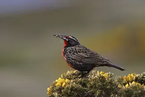 Long-tailed Meadowlark (Sturnella loyca), male