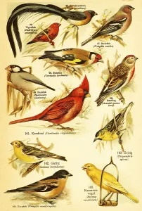 Long-tailed paradise whydah (Vidua paradisaea)