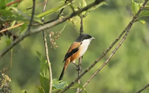 A long-tailed shrike or rufous-backed shrike (Lanius schach) sits on a tree branch