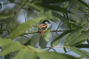 A long-tailed shrike or rufous-backed shrike (Lanius schach) on a tree branch