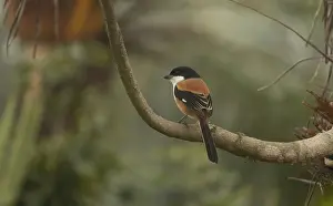 A long-tailed shrike or rufous-backed shrike (Lanius schach) on a tree branch