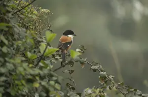 A long-tailed shrike or rufous-backed shrike (Lanius schach) on a tree branch