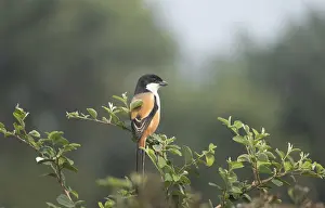 A long-tailed shrike or rufous-backed shrike (Lanius schach) on a tree branch
