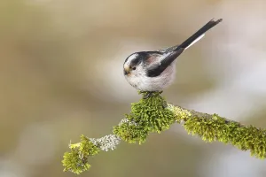 Long-tailed tit (Aegithalos caudatus)