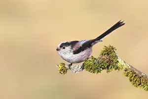 Long-tailed tit (Aegithalos caudatus)