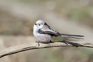 Long-tailed tit (Aegithalos caudatus)