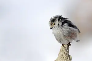 Long-tailed tit (Aegithalos caudatus)