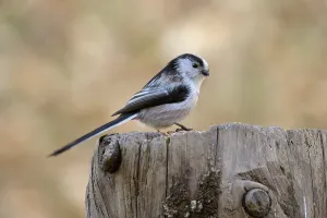 Long-tailed Tit (Aegithalos caudatus)