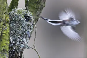 Long-tailed tit (Aegithalos caudatus)