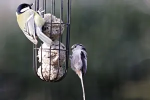 Long-tailed tit (Aegithalos caudatus)