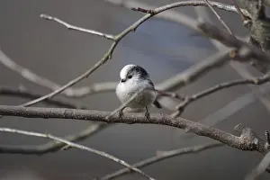 Long-tailed Tit (Aegithalos caudatus)
