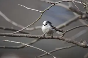 Long-tailed Tit (Aegithalos caudatus)