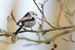 Long-tailed Tit (Aegithalos caudatus) perched on a branch
