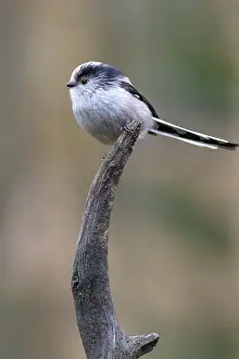 Long-tailed tit (Aegithalos caudatus) perched on a branch