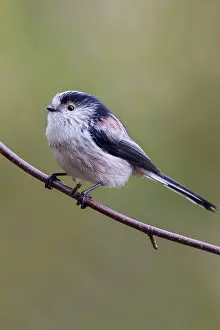 Long Tailed Tit (Aegithalos caudatus) perched on a branch