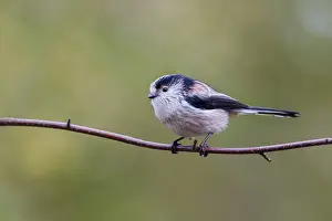 Long Tailed Tit (Aegithalos caudatus) perched on a branch