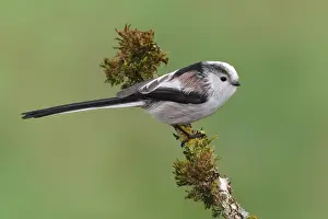 Long-tailed Tit (Aegithalos caudatus) perched on a moss-covered branch