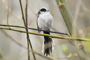 A long-tailed tit (Aegithalos caudatus) sitting on a thin branch surrounded by twigs