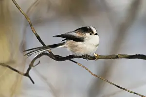 A long-tailed tit (Aegithalos caudatus) sitting on a branch in wintry surroundings