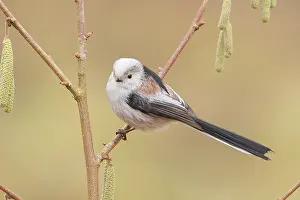 Long-tailed Tit (Aegithalos caudatus) sitting on the bush of a hazelnut (Corylus avellana)