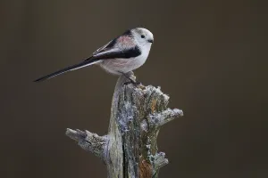 Long-tailed tit (Aegithalos caudatus) in winter