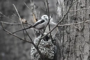 Long-tailed Tit builds a nest for breeding