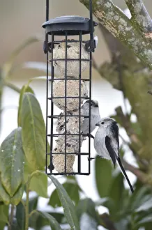 Long-tailed tits (Aegithalos caudatus) eating tit dumplings in winter