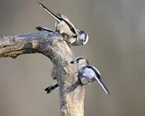 Long-tailed tits (Aegithalos caudatus), Germany
