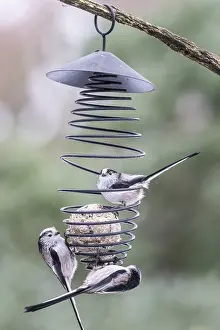 Long-tailed tits (Aegithalos caudatus) at the tit dumpling
