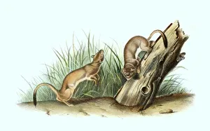 Long-tailed weasel (Mustela frenata)