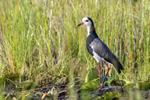 Framed Print : Long-toed Lapwing (Vanellus crassirostris) Framed Print : Long-toed Lapwing (Vanellus crassirostris)